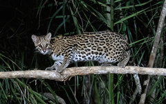 Leopardus pardalis mitis