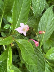 Impatiens devolii