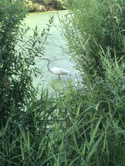 Ardea alba