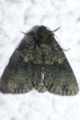 Craniophora ligustri