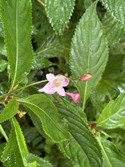 Impatiens devolii
