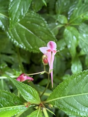 Impatiens devolii