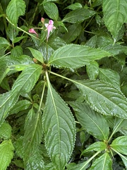 Impatiens devolii