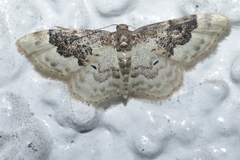 Idaea rusticata