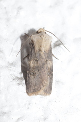Agrotis puta