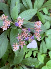 Hydrangea densifolia