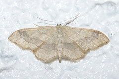 Idaea aversata