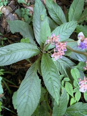 Hydrangea densifolia