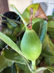 Gardenia oudiepe
