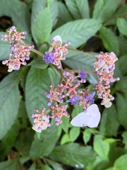 Hydrangea densifolia