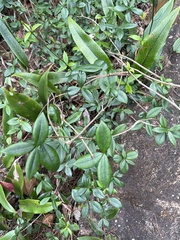 Alyxia taiwanensis