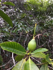 Gardenia oudiepe