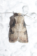 Agrotis puta