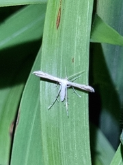 Hellinsia ishiyamanus