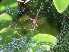 Microlinyphia sterilis