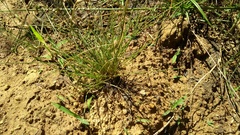 Eleocharis carniolica