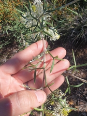Grevillea biternata