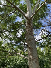 Albizia procera