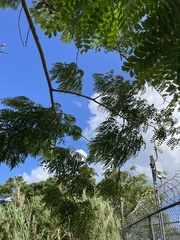 Albizia procera