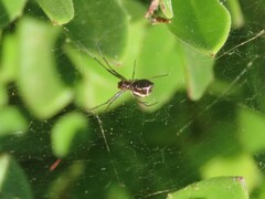 Microlinyphia sterilis