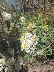 Grevillea biternata