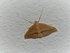 Palaeaspilates inoffensa