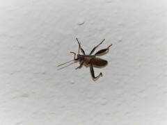 Heegeria tangirica