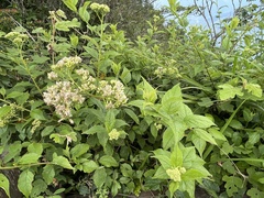 Microglossa pyrifolia