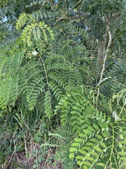 Albizia procera