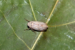Allygidius abbreviatus