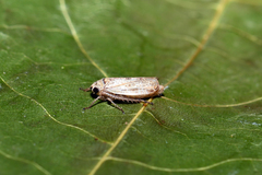 Allygidius abbreviatus