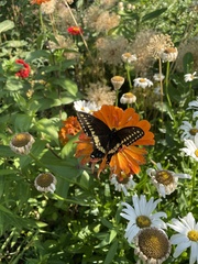 Papilio polyxenes