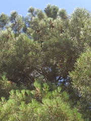 Pinus pinaster