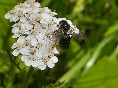 Anthophora furcata
