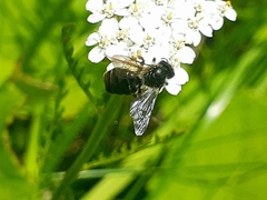 Anthophora furcata