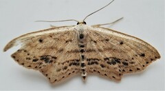 Scopula cacuminaria