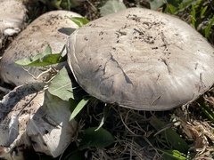 Agaricus