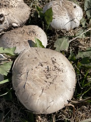 Agaricus