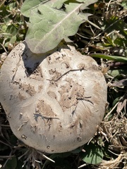 Agaricus
