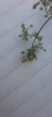 Galium