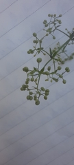 Galium