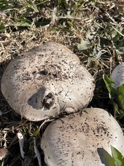 Agaricus