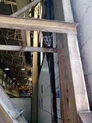 Didelphis albiventris