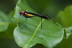 Dioncomena ornata