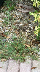 Leiocephalus carinatus