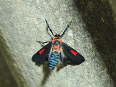 Cyana tettigonioides