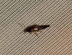 Sepedophilus littoreus