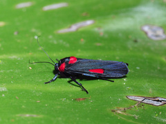Cyana tettigonioides