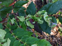 Aceria caliberberis