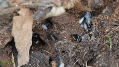 Lasius japonicus